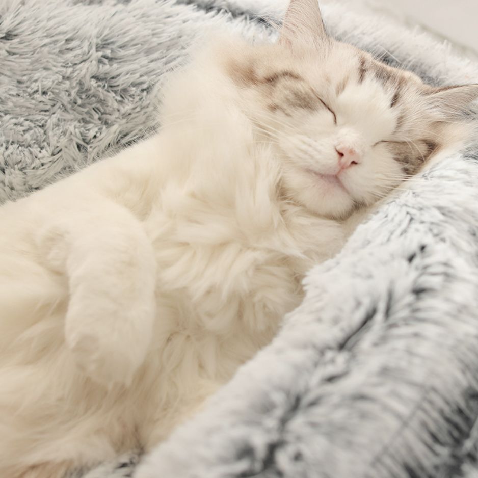 Comfortabel Huisdierbed - Top Beoordeeld en Perfect voor Honden & Katten